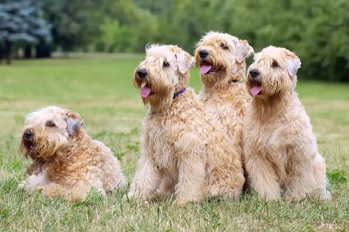 3 Raças de Cães Extremamente Peludos: Os Pets Mais Exóticos e Fofos