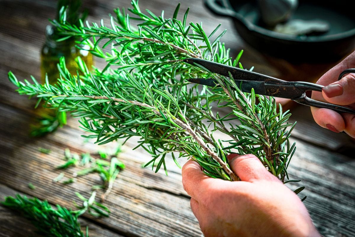 Misturar Café com Alecrim: Porquê Recomendam e Para Que Serve?