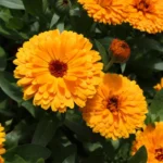 A Planta Ideal para Cultivar em Outubro e Ter o Jardim Cheio de Flores no Verão
