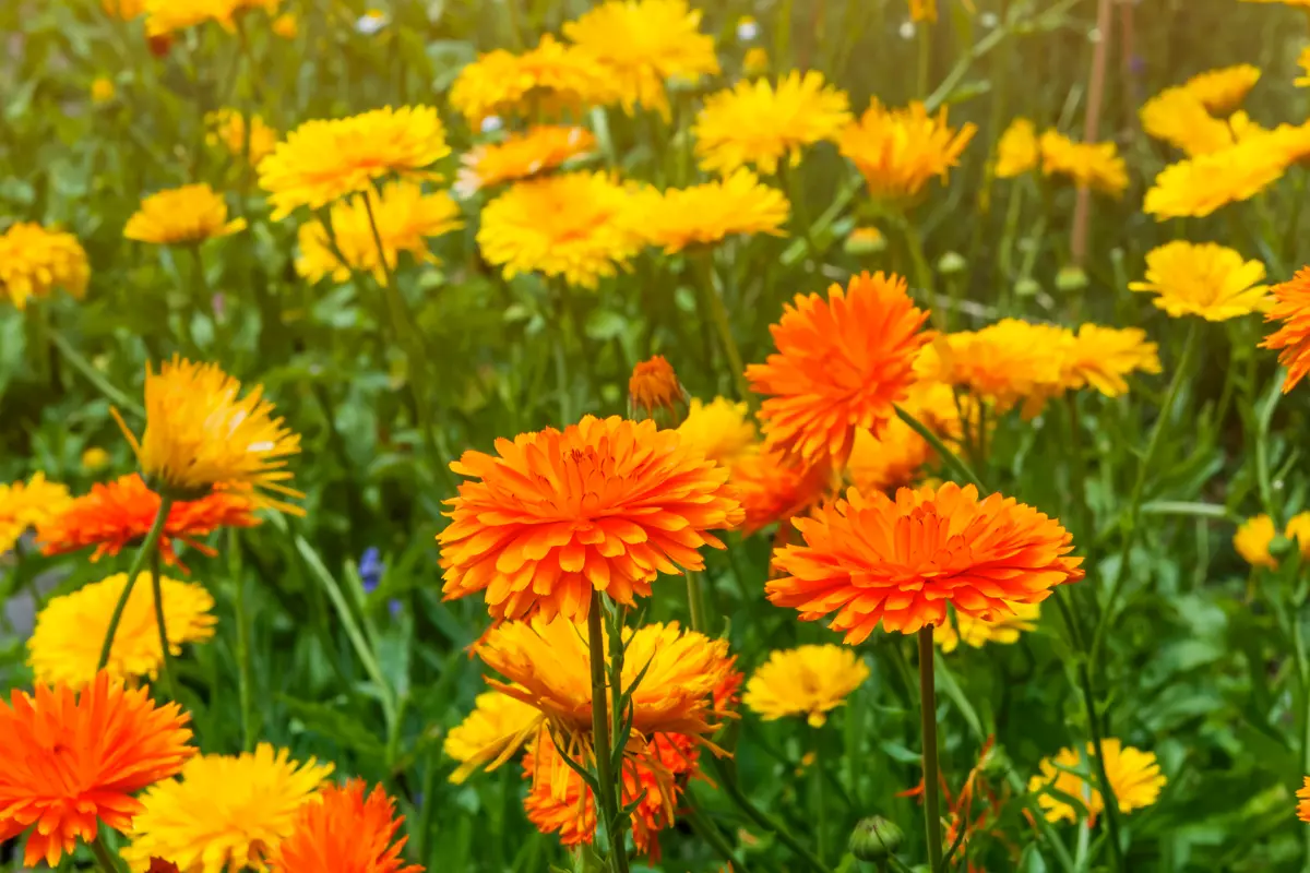 A Planta Ideal para Cultivar em Outubro e Ter o Jardim Cheio de Flores no Verão