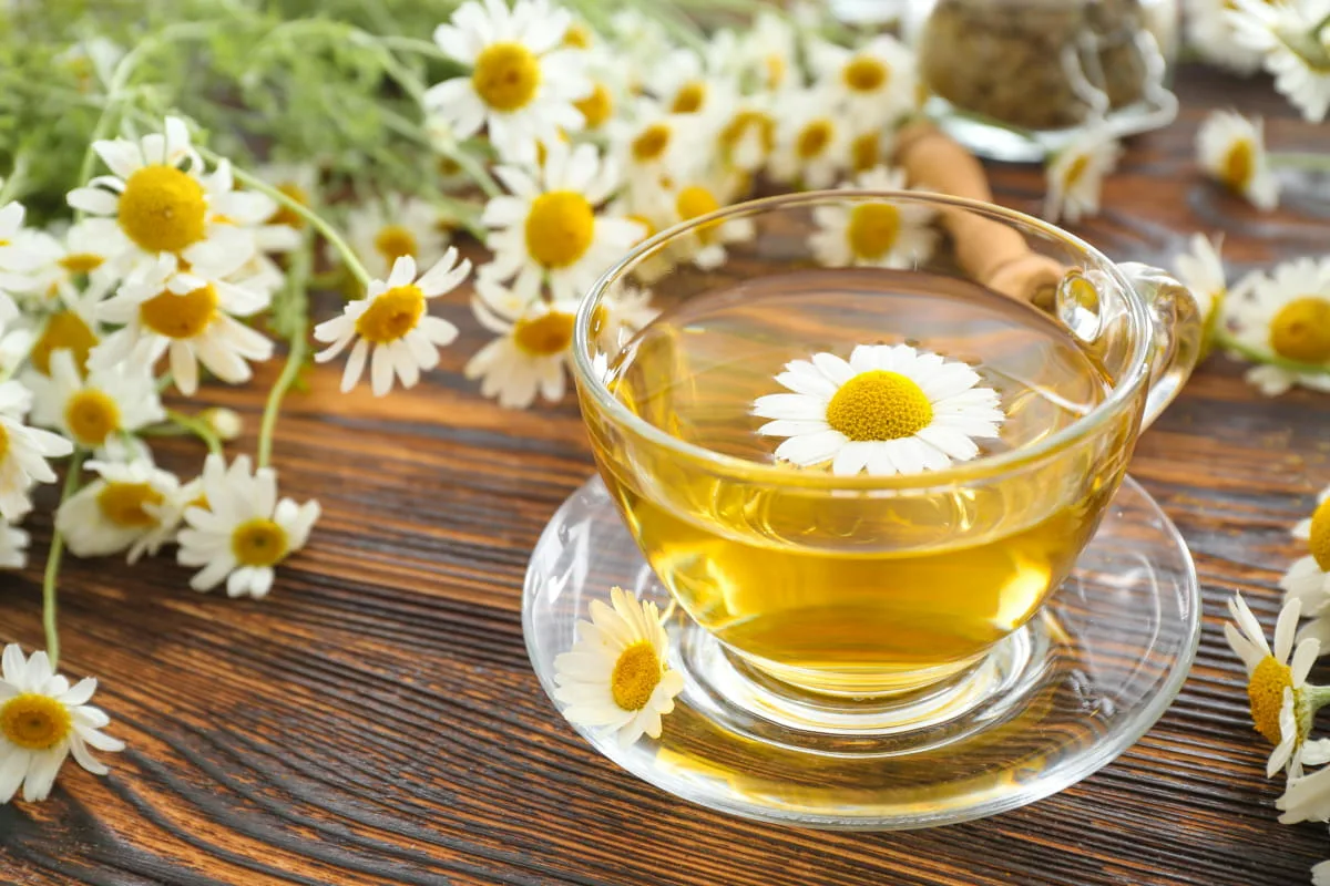 Como Acalmar um Cão Nervoso: 7 Dicas para Transformar Stress em Tranquilidade