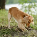 O Que Significa Quando Seu Cão Cava Buracos no Jardim?
