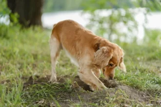 O Que Significa Quando Seu Cão Cava Buracos no Jardim?