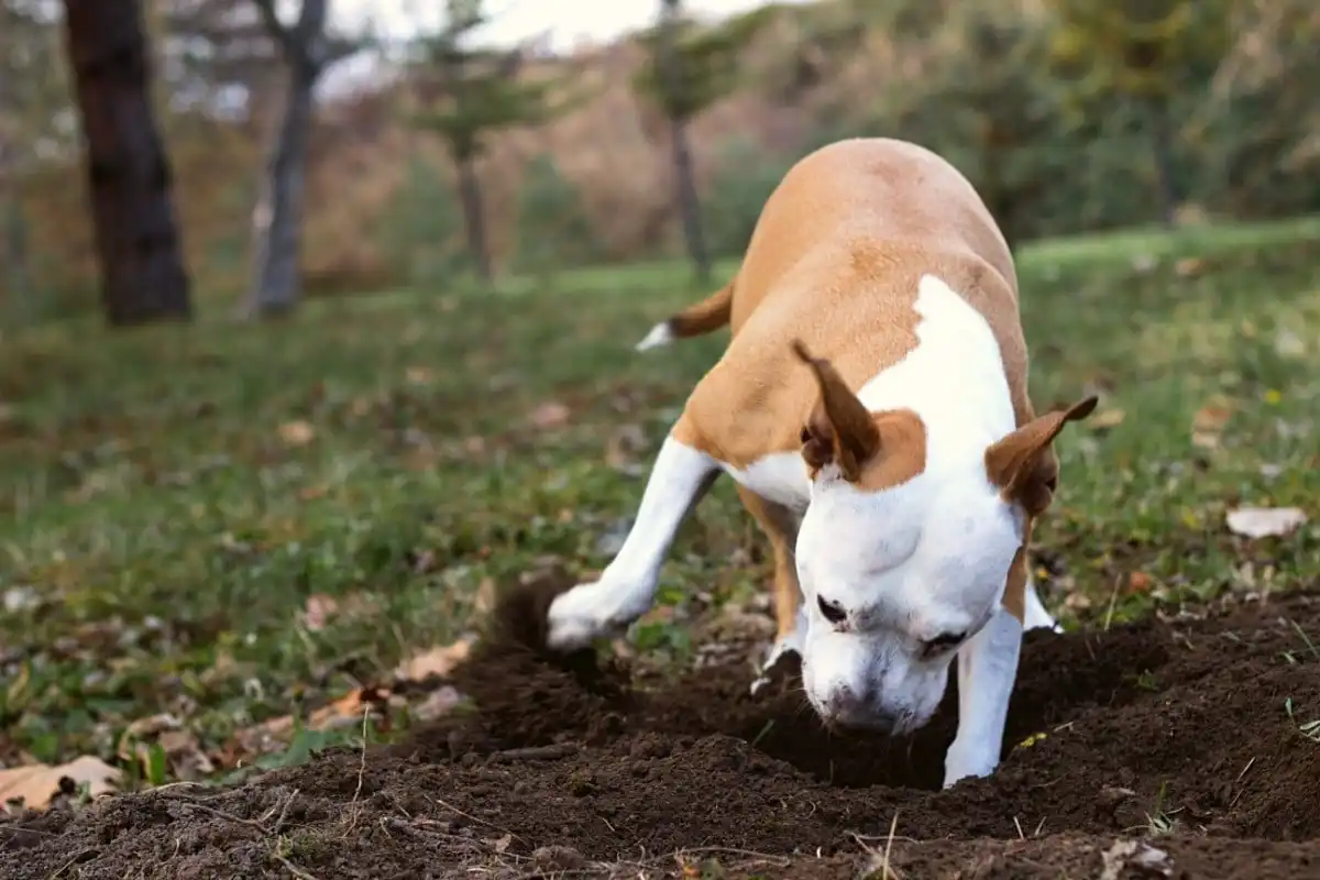 O Que Significa Quando Seu Cão Cava Buracos no Jardim?