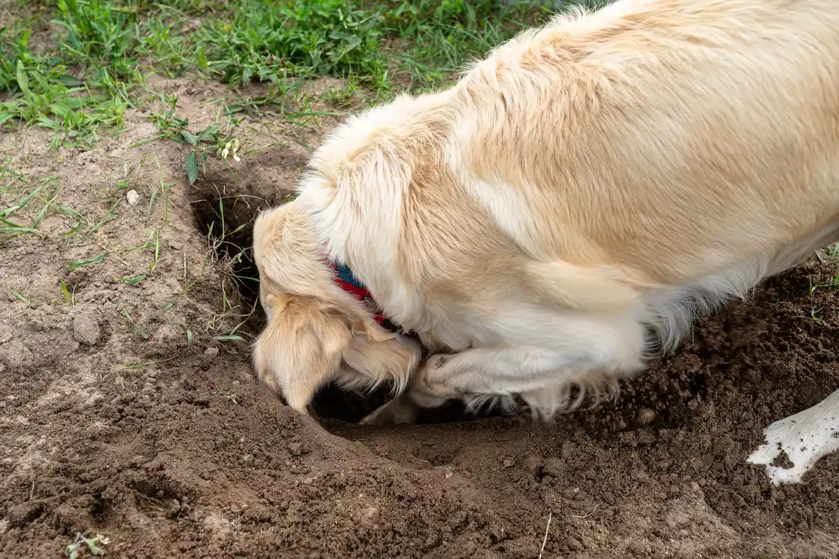 O Que Significa Quando Seu Cão Cava Buracos no Jardim?