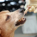 O que fazer se o teu cão comer um osso de frango: Como agir a tempo e evitar riscos