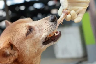O que fazer se o teu cão comer um osso de frango: Como agir a tempo e evitar riscos