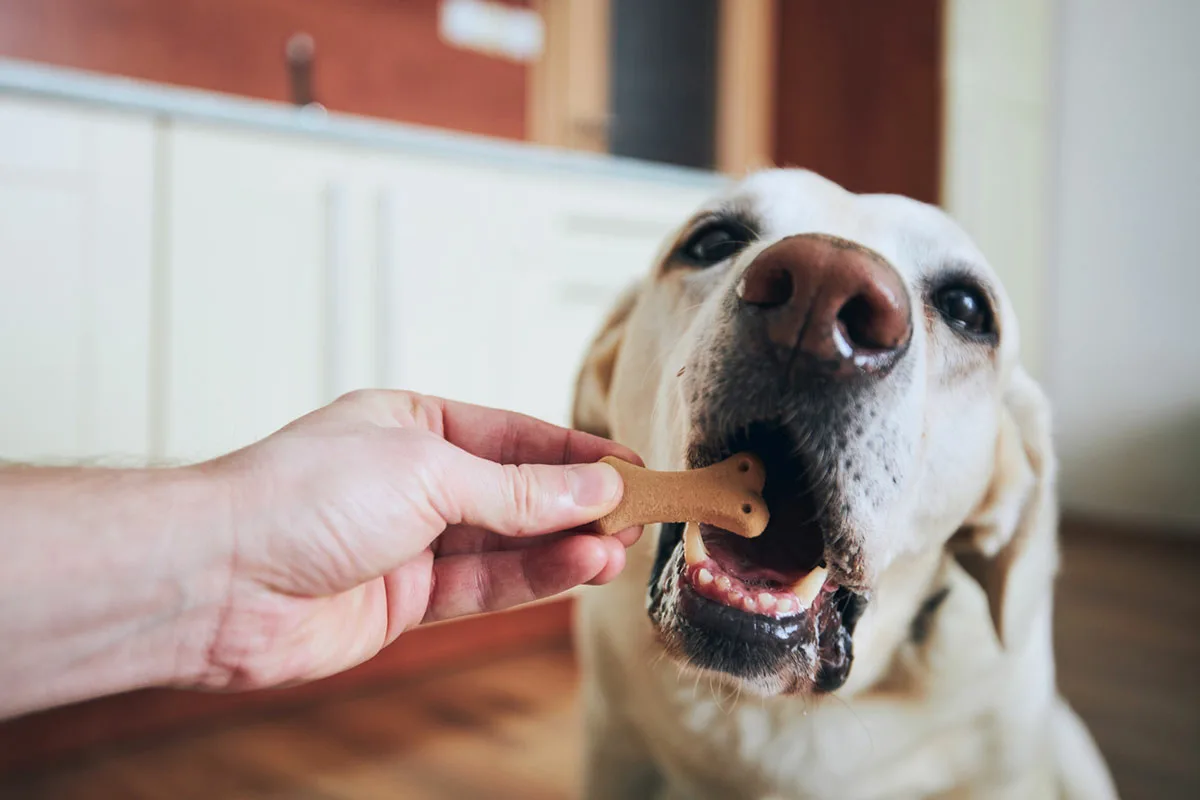 O que fazer se o teu cão comer um osso de frango: Como agir a tempo e evitar riscos