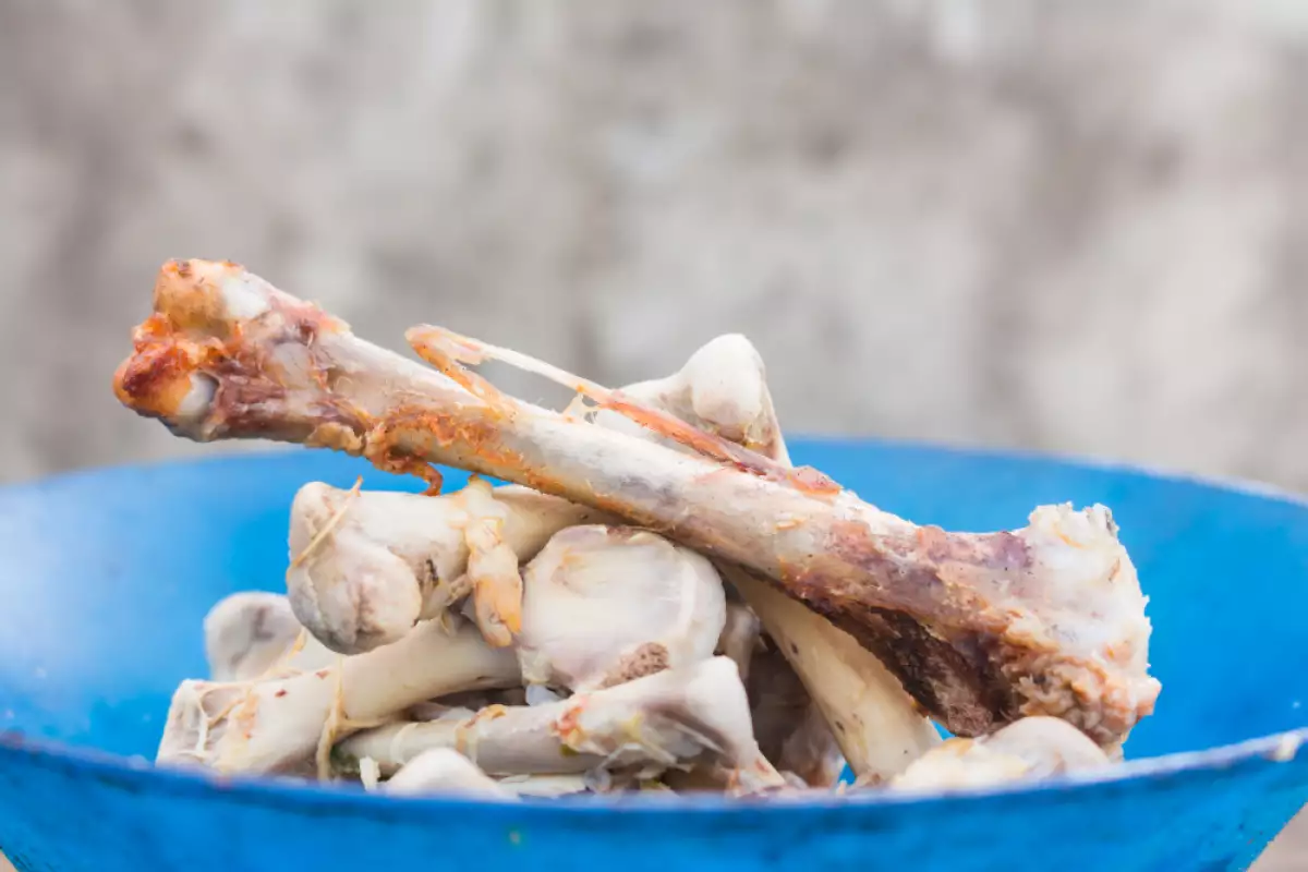 O que fazer se o teu cão comer um osso de frango: Como agir a tempo e evitar riscos