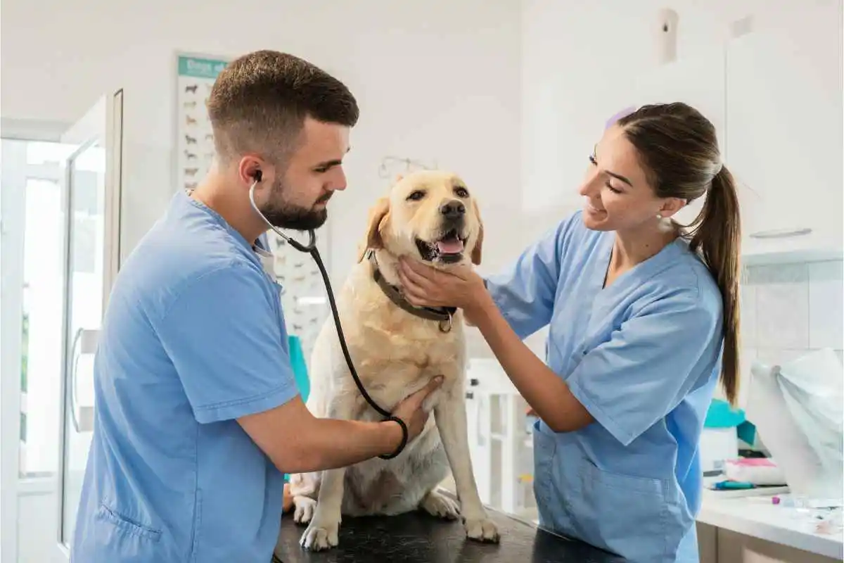 O que fazer se o teu cão comer um osso de frango: Como agir a tempo e evitar riscos