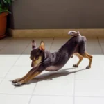 O Que Significa Quando o Teu Cão se Estica, Segundo um Especialista em Comportamento Canino