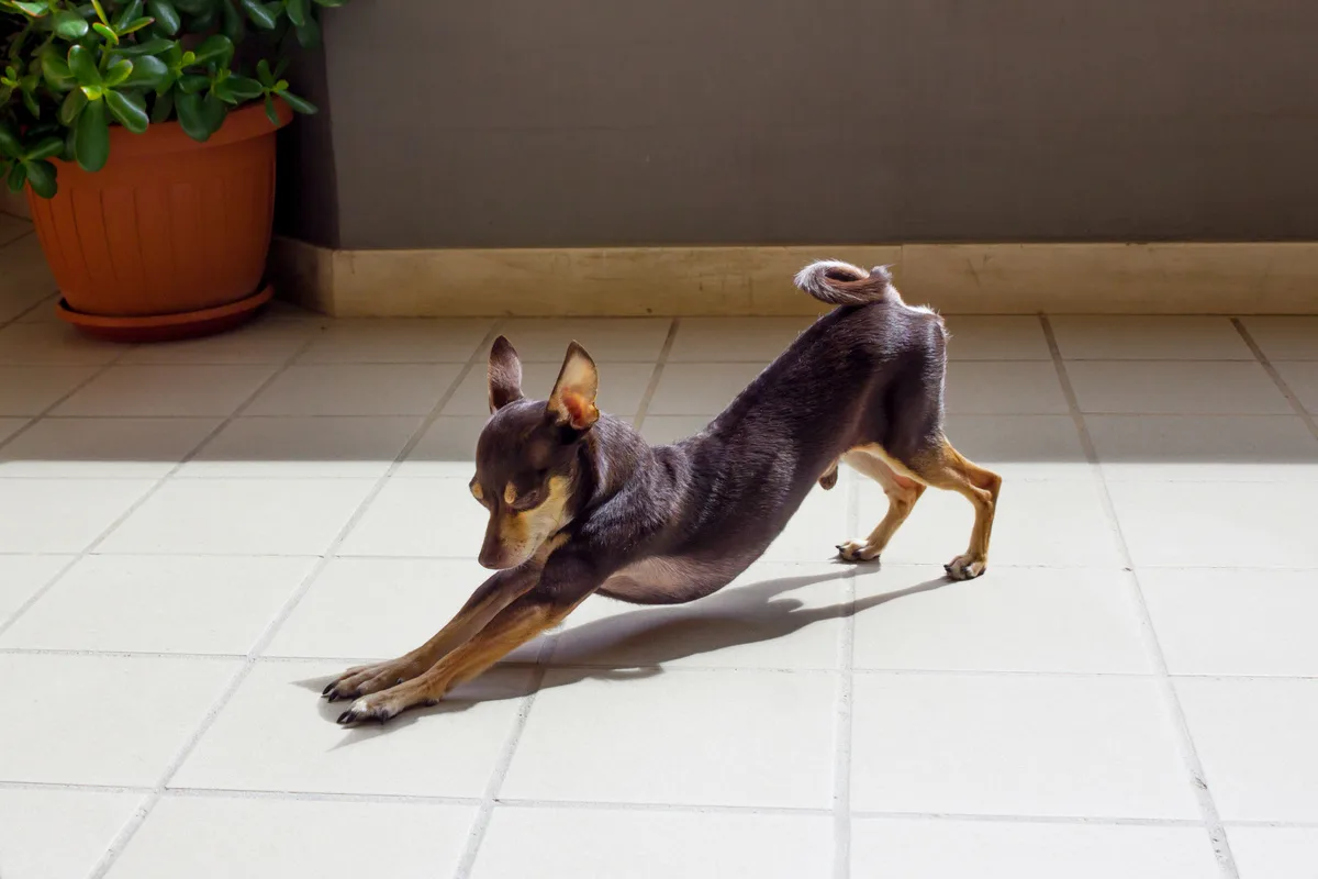 O Que Significa Quando o Teu Cão se Estica, Segundo um Especialista em Comportamento Canino