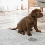 Cão Faz Xixi ao Chegar em Casa: Causas, Significados e Soluções Práticas