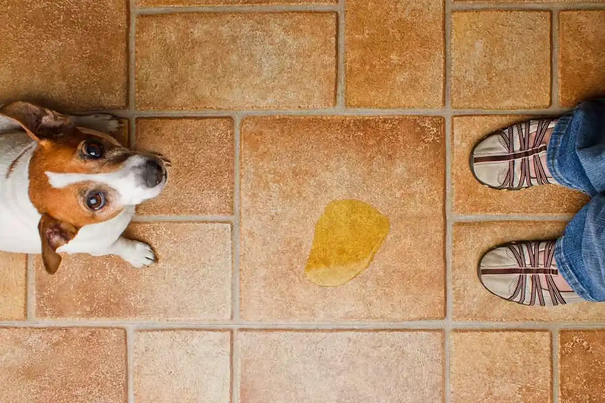 Cão Faz Xixi ao Chegar em Casa: Causas, Significados e Soluções Práticas