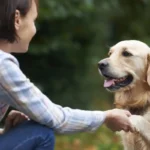 O Seu Cão Não É uma Criança: Porquê Evitar Falar com Ele Como um Bebé?