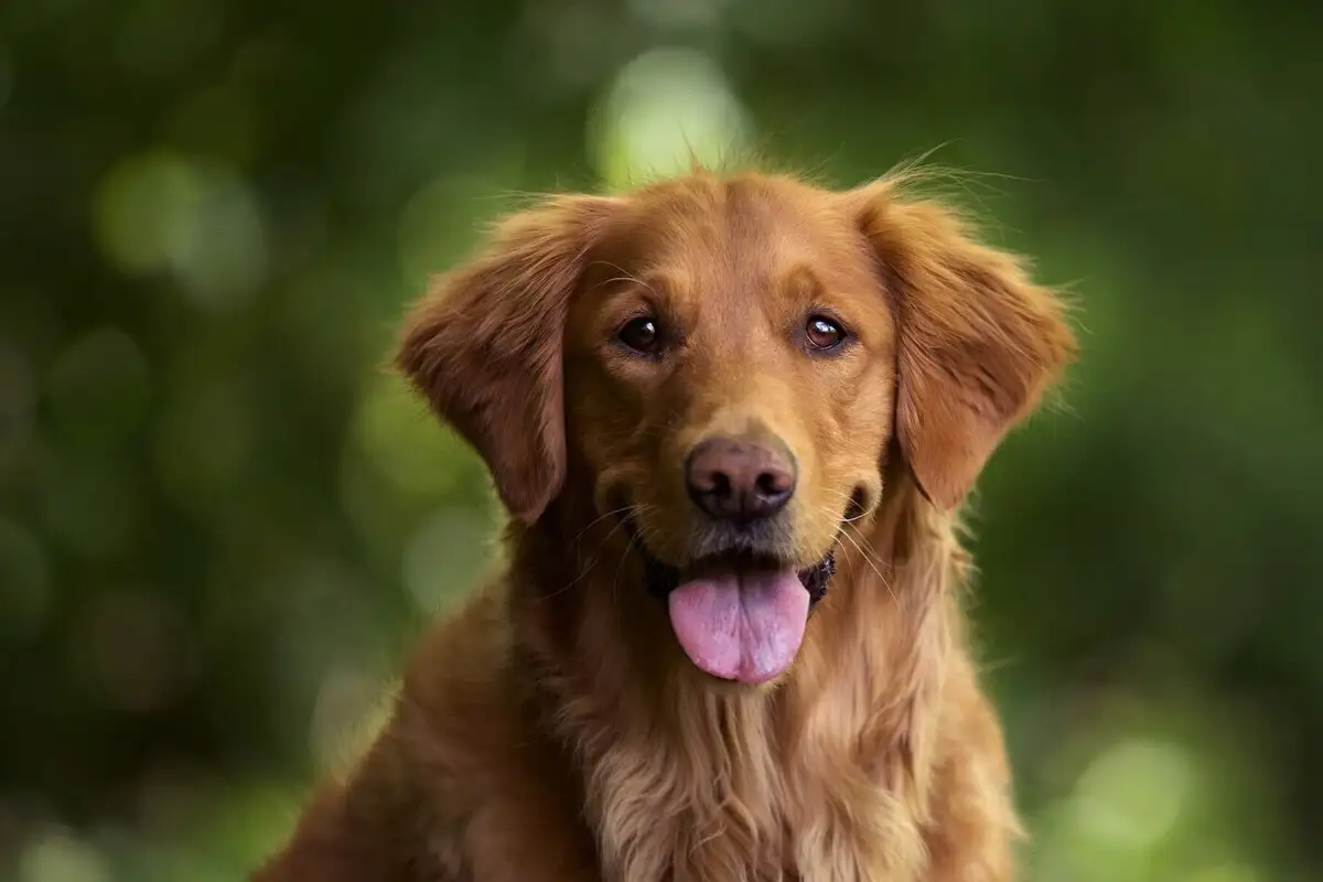 O Seu Cão Não É uma Criança: Porquê Evitar Falar com Ele Como um Bebé?