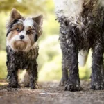 O Que Significa Quando o Teu Cão Se Revolve na Terra Após o Banho, Segundo Especialistas