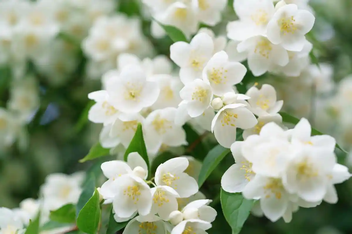 Transforma Cascas de Ovo em Ouro para o Teu Jasmim: Como Funciona e Para Que Serve