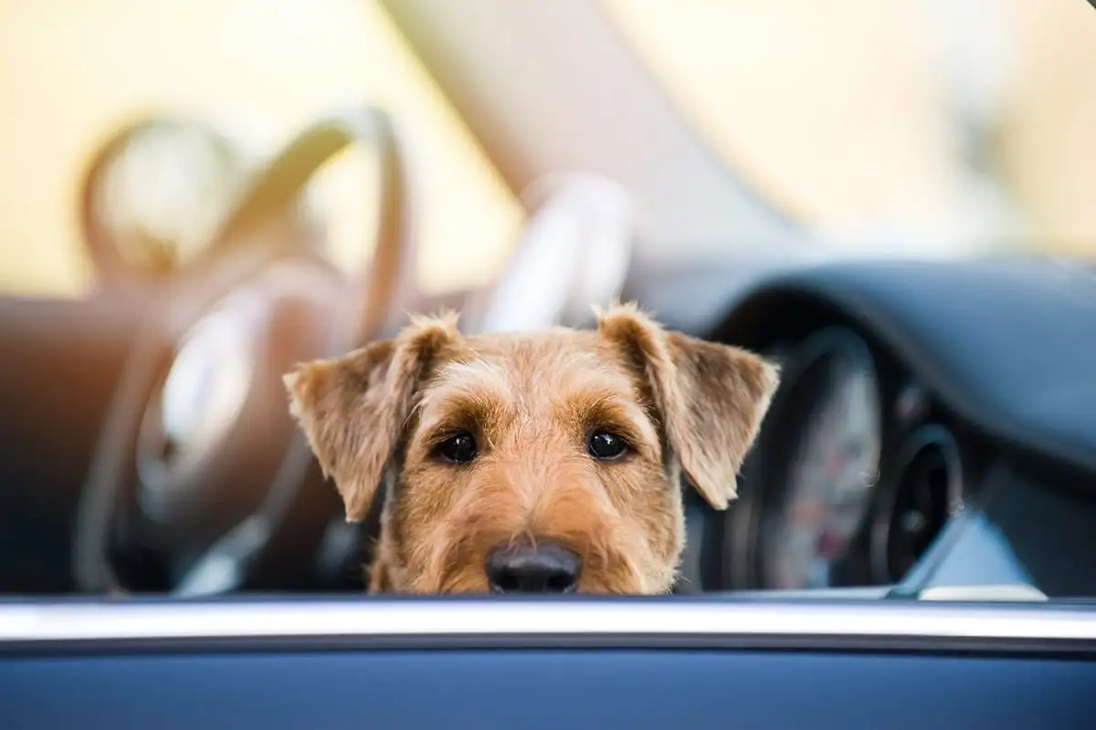 Cinco Coisas que Não Devem ser Transportadas no Interior do Carro: Evite Acidentes