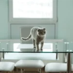 Como Desabituuar o Gato de Subir na Mesa: 5 Truques de Veterinário