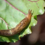 Como Eliminar Lesmas do Jardim: Métodos Simples e Eficazes