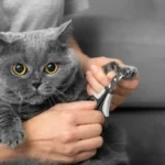 Por Que Não Cortar as Unhas dos Gatos: O Que Dizem os Veterinários