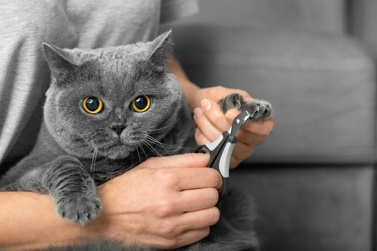 Por Que Não Cortar as Unhas dos Gatos: O Que Dizem os Veterinários