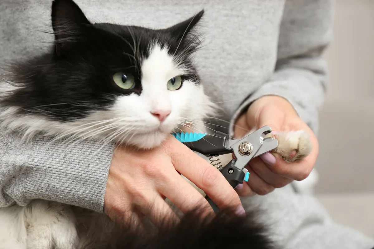 Por Que Não Cortar as Unhas dos Gatos: O Que Dizem os Veterinários