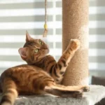 Como habituar um gato a usar o arranhador