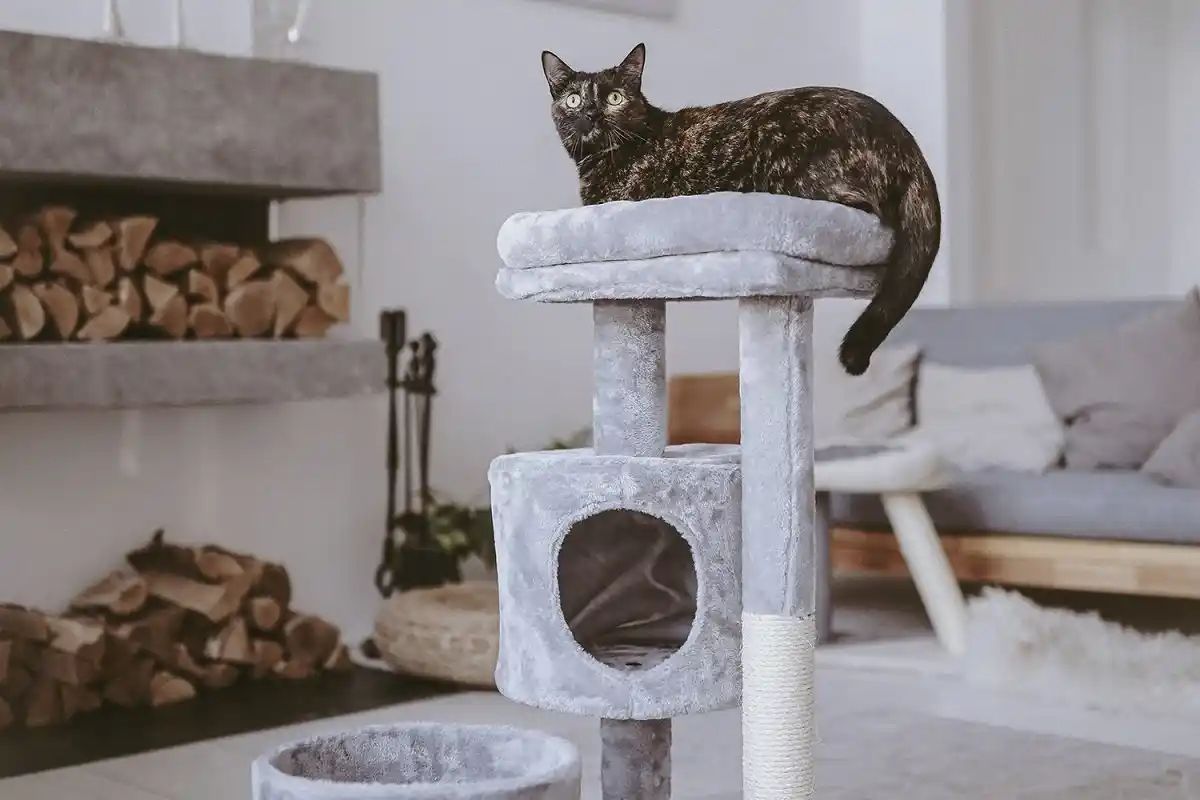 Como habituar um gato a usar o arranhador