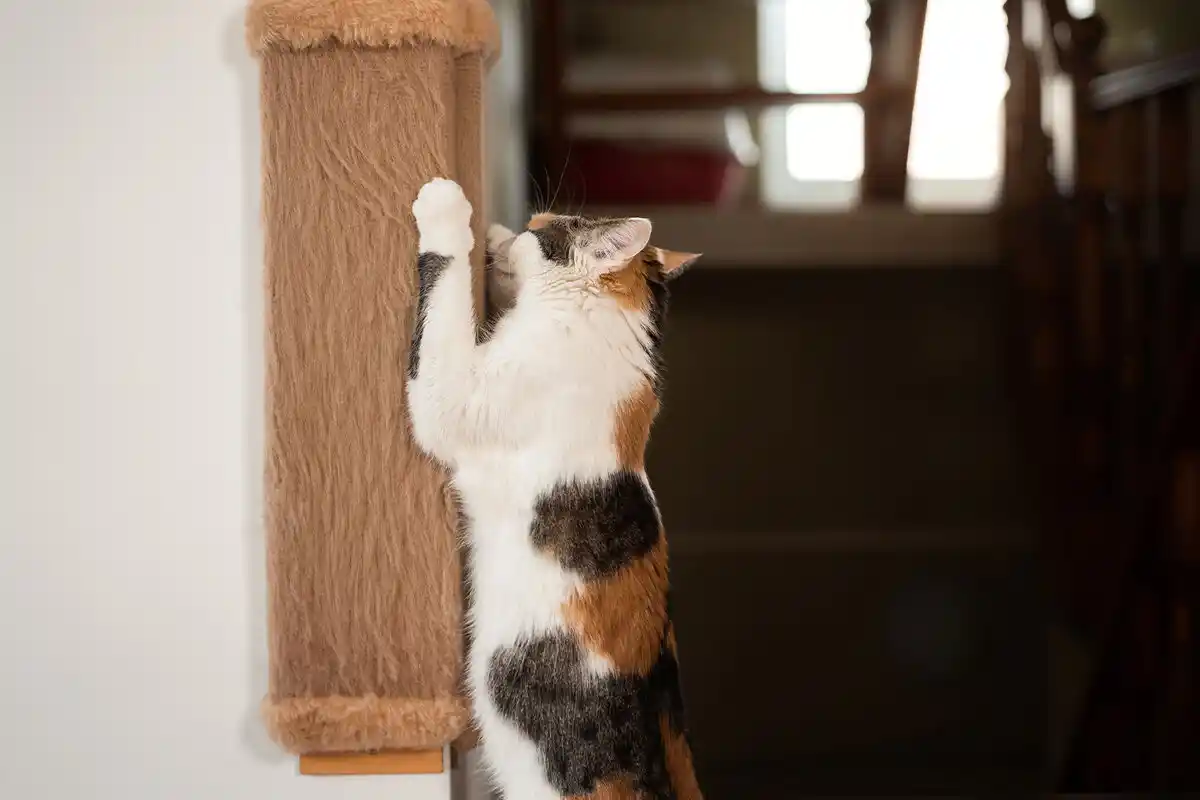 Como habituar um gato a usar o arranhador