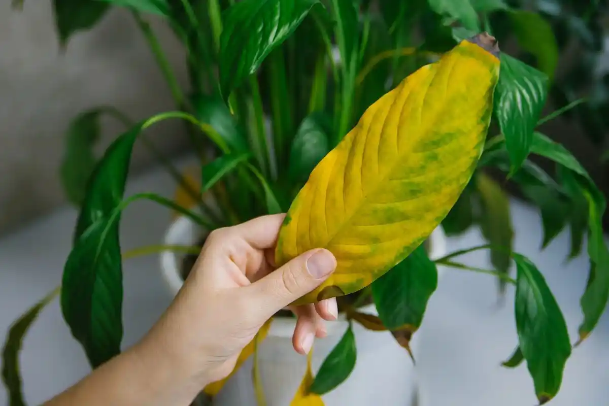 O Que Fazer Quando as Folhas do Lírio-da-Paz Ficam Amarelas: Descobre os Erros Comuns e Como Resolver