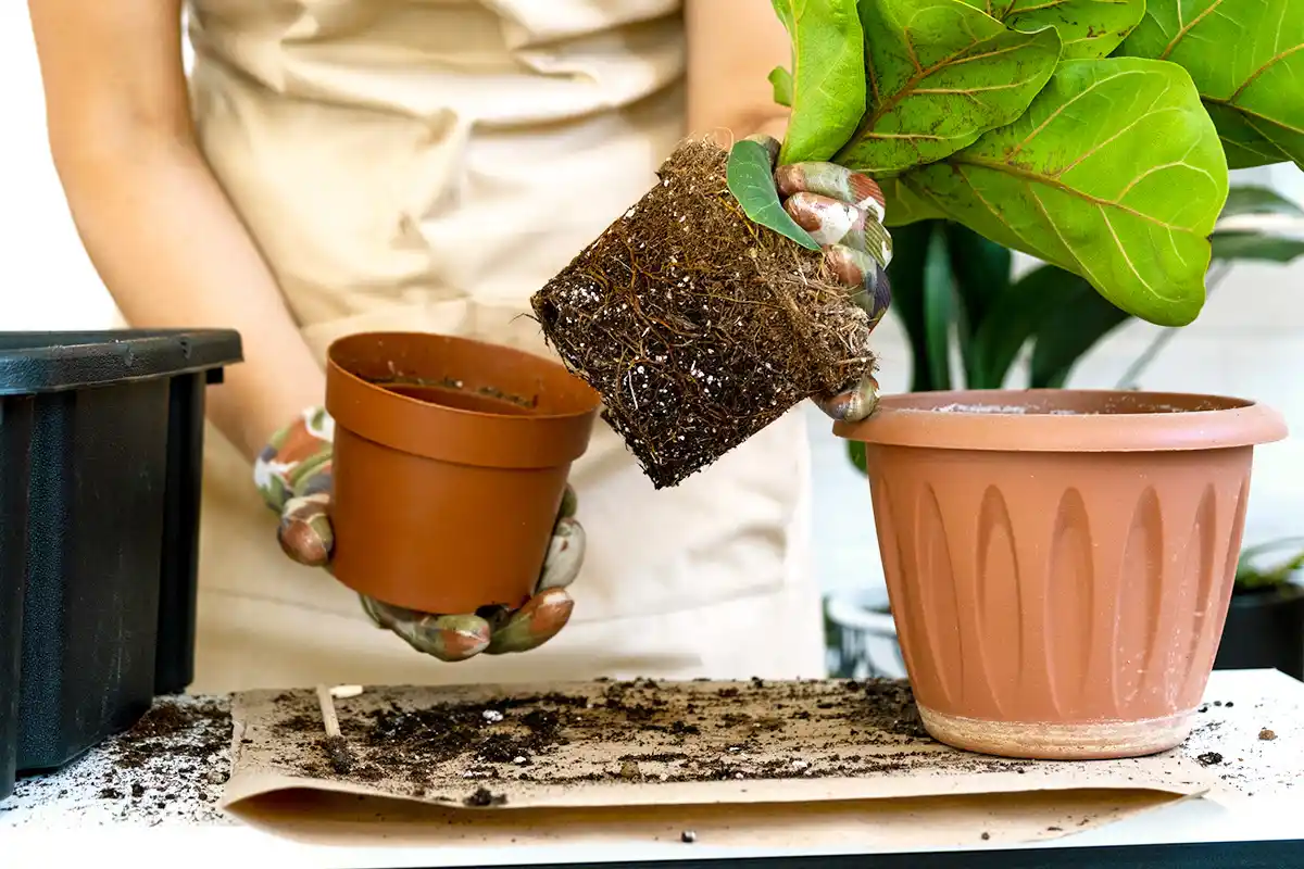 O Que Fazer Quando as Folhas do Lírio-da-Paz Ficam Amarelas: Descobre os Erros Comuns e Como Resolver