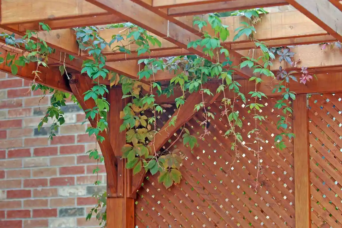 Como Cuidar o Rosal Trepador em Outubro para Encher os Teus Muros de Flores