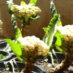 Como Cultivar Couve-Flor em Vaso o Ano Todo