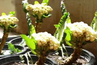 Como Cultivar Couve-Flor em Vaso o Ano Todo