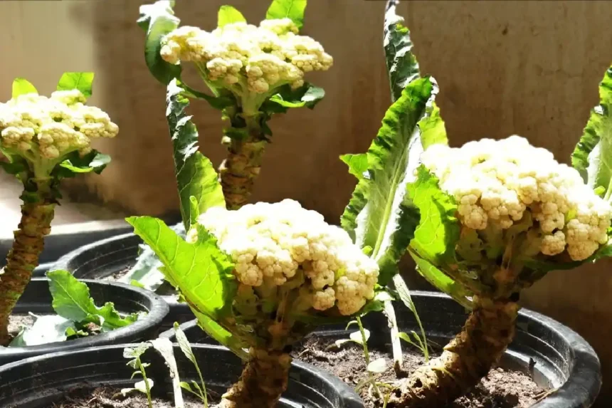 Como Cultivar Couve-Flor em Vaso o Ano Todo