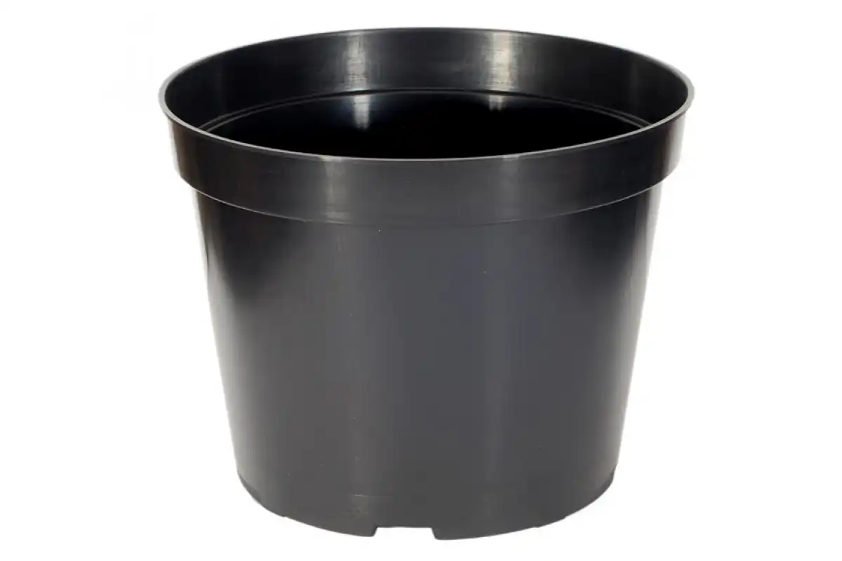 Como Cultivar Couve-Flor em Vaso o Ano Todo