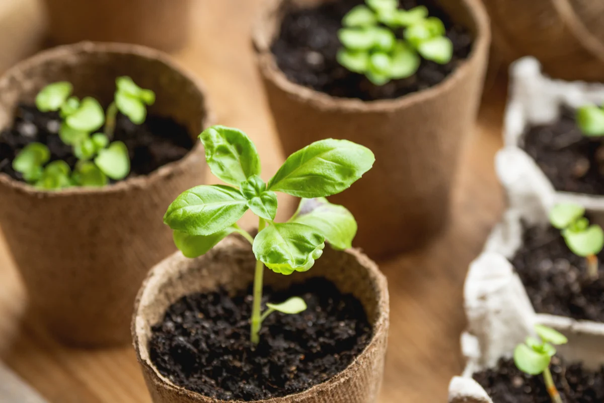 Cultivar Manjericão do Supermercado: Dicas Infalíveis para Ter Esta Erva Sempre em Casa