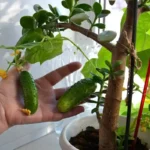 Como Cultivar Pepinos em Casa e Ter Colheitas o Ano Todo!