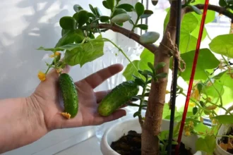 Como Cultivar Pepinos em Casa e Ter Colheitas o Ano Todo!