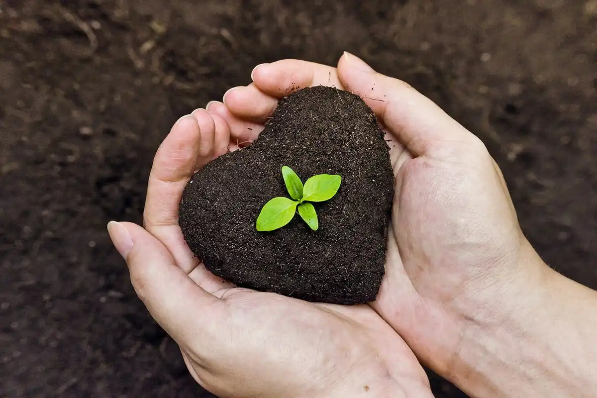 Como Cultivar Pepinos em Casa e Ter Colheitas o Ano Todo!