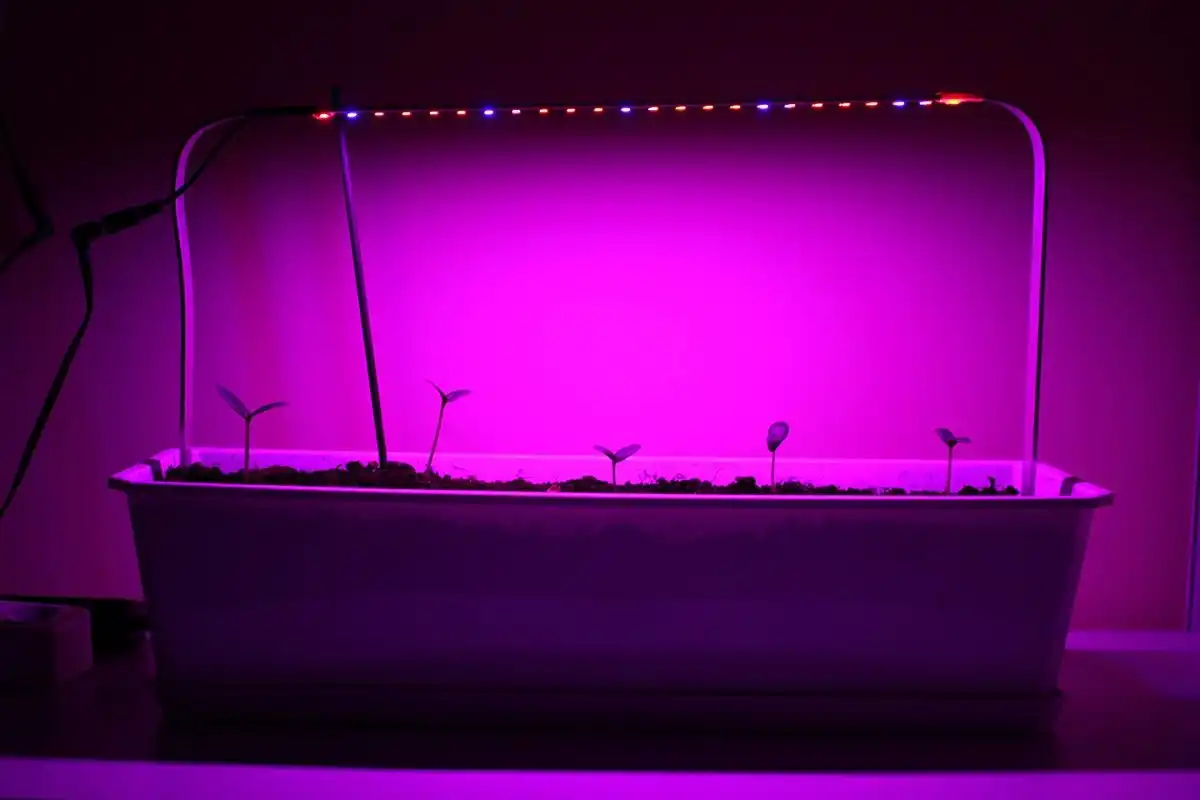 Como Cultivar Pepinos em Casa e Ter Colheitas o Ano Todo!