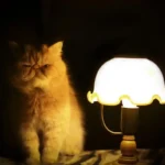 Precisa Deixar a Luz Acesa para os Gatos à Noite? Veterinário Explica