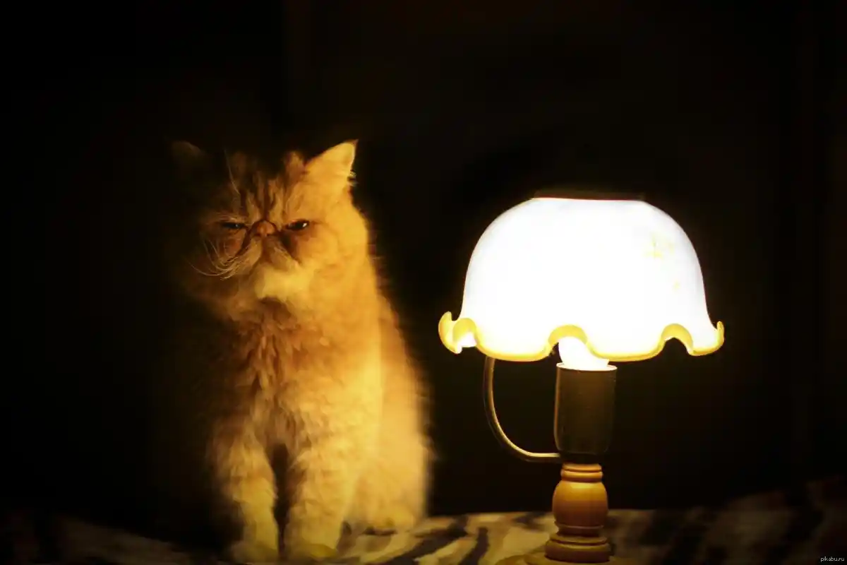 Precisa Deixar a Luz Acesa para os Gatos à Noite? Veterinário Explica