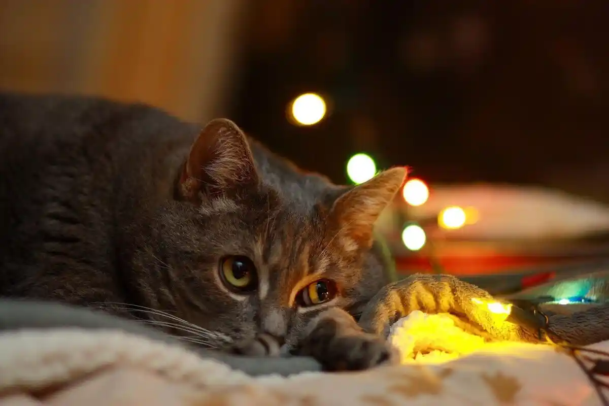 Precisa Deixar a Luz Acesa para os Gatos à Noite? Veterinário Explica