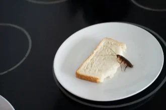 Como Eliminar Baratas da Cozinha com Pão: Uma Armadilha Caseira e Eficaz
