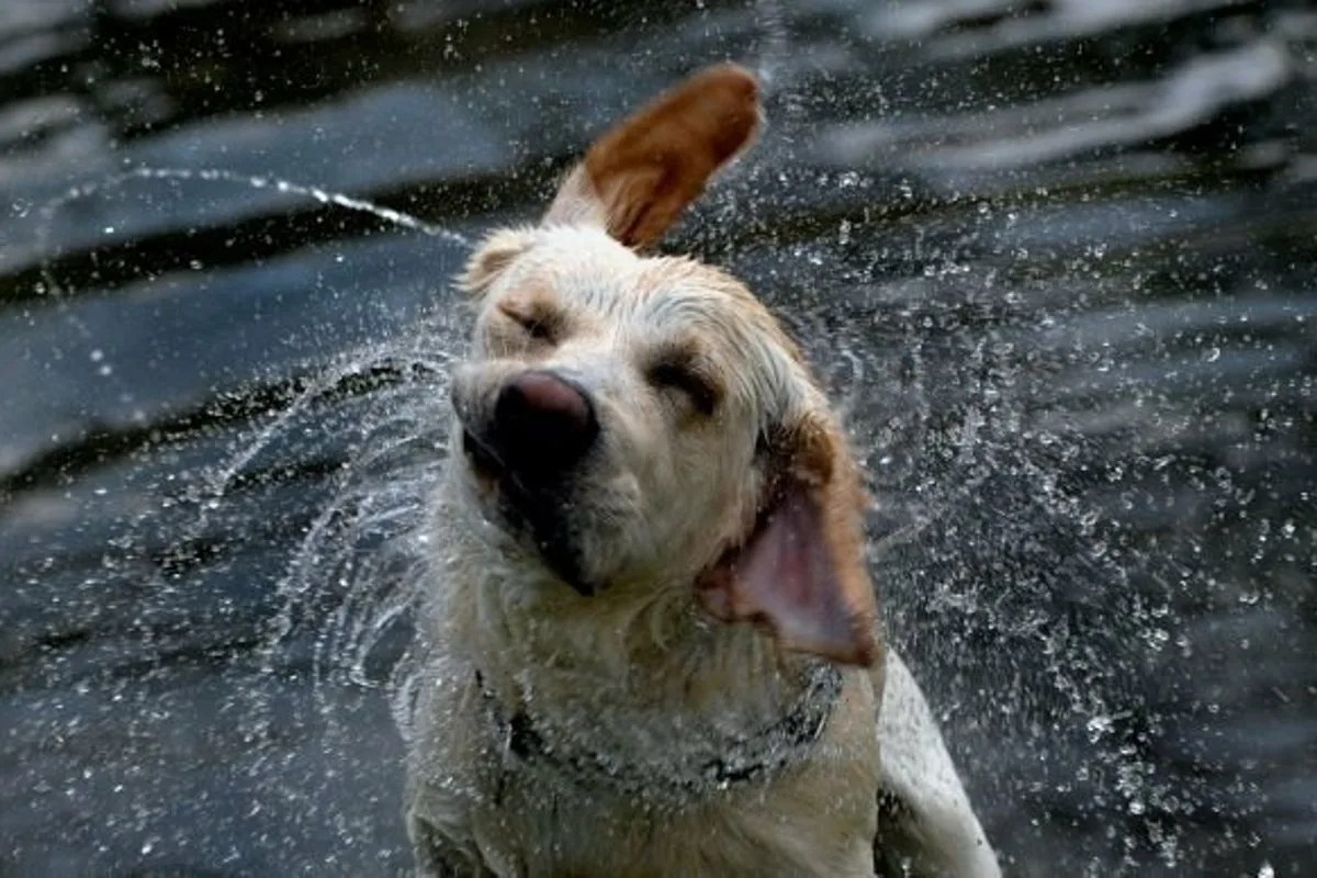 Como Eliminar o Cheiro de Cão Molhado com um Truque Caseiro e Eficaz
