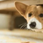 Como o Teu Cão se Sente Quando Fica Sozinho, Segundo Especialistas