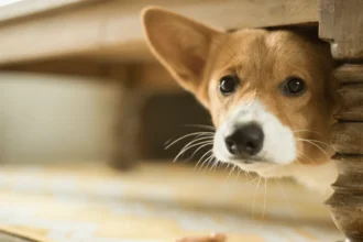 Como o Teu Cão se Sente Quando Fica Sozinho, Segundo Especialistas